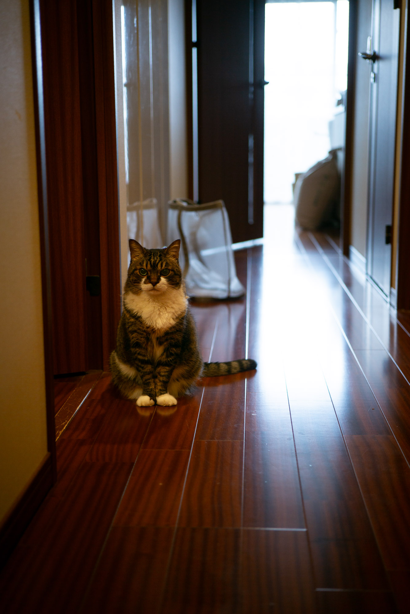 見送ってくれるぽんちょ