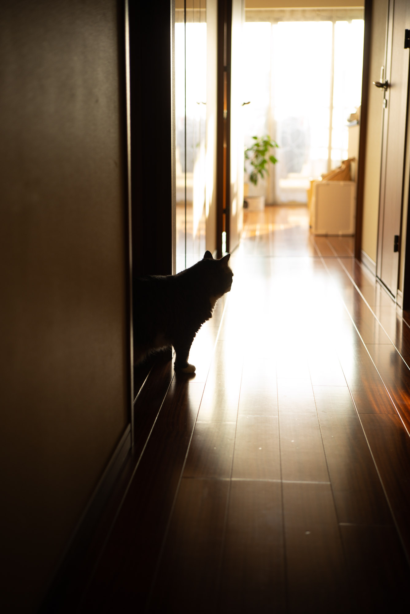 廊下のぽんちょ