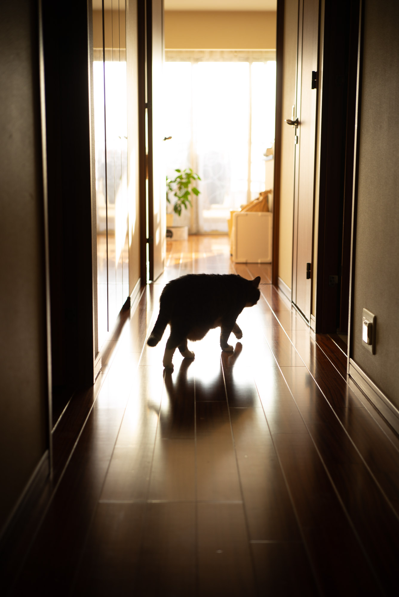 廊下のぽんちょ