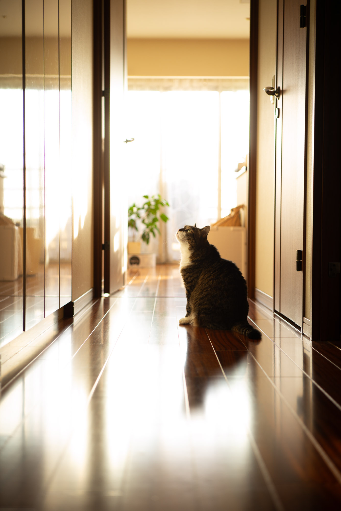 廊下のぽんちょ