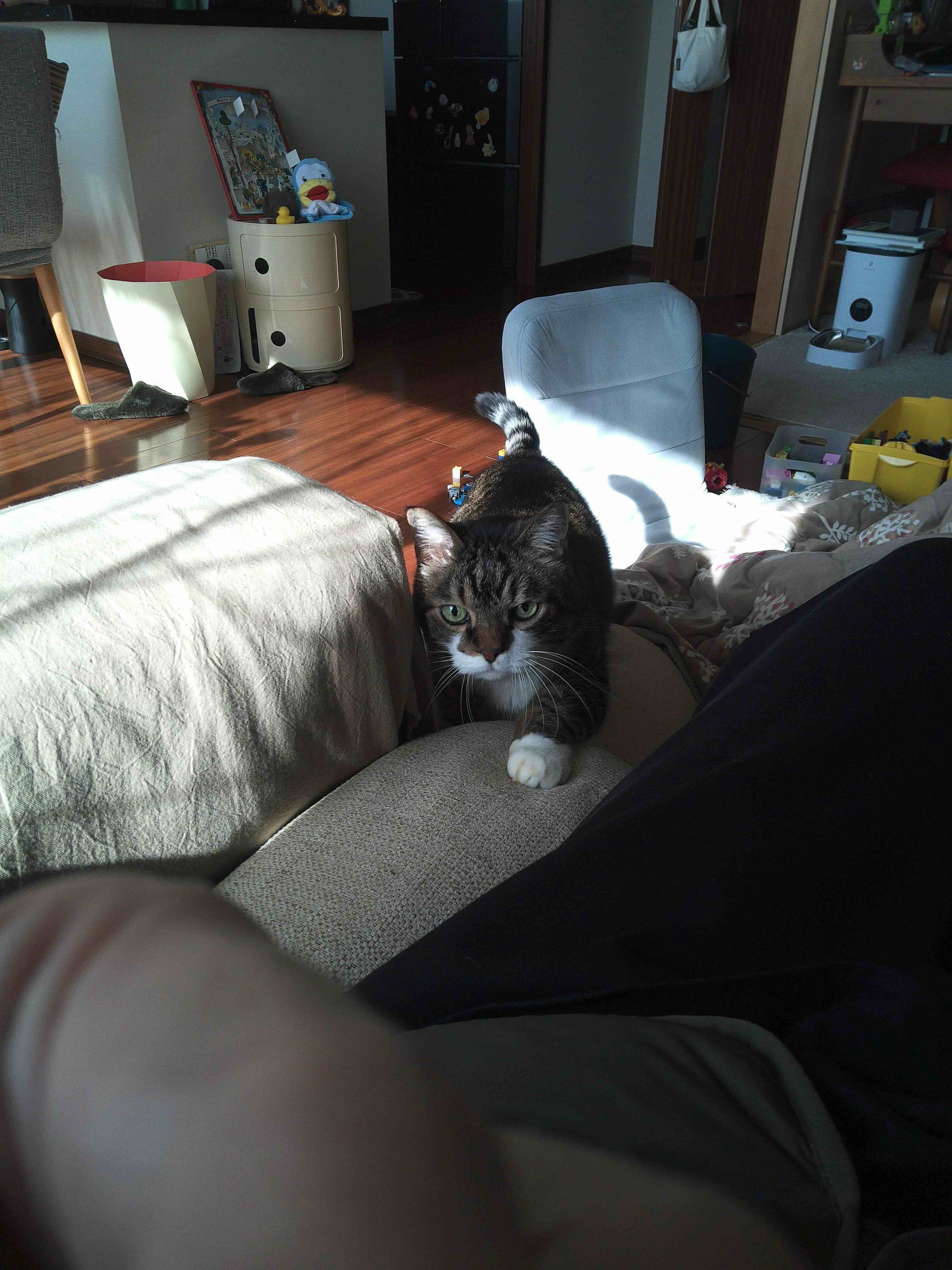 ソファに登ってくるぽんちょ