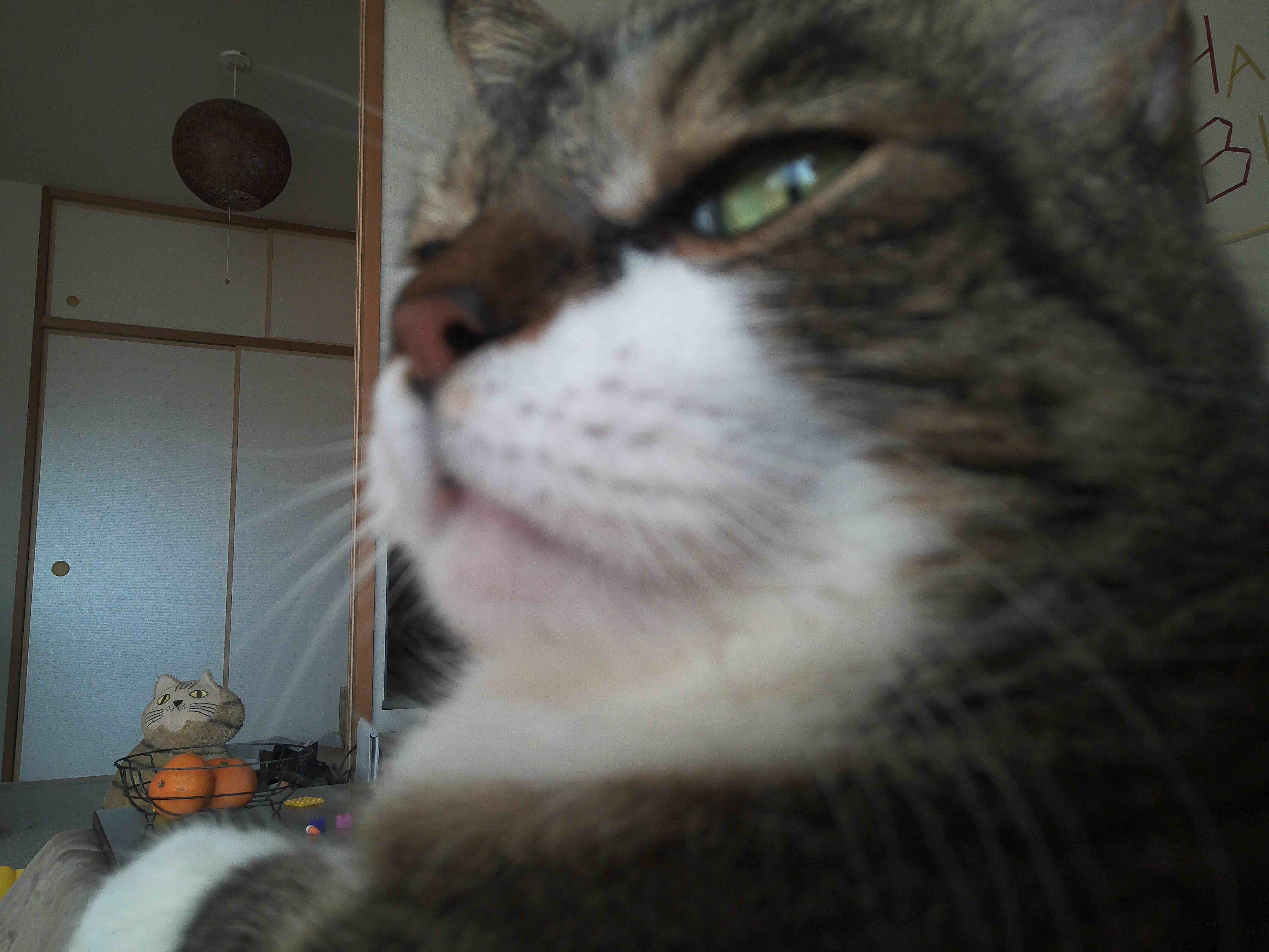 膝の上のぽんちょ