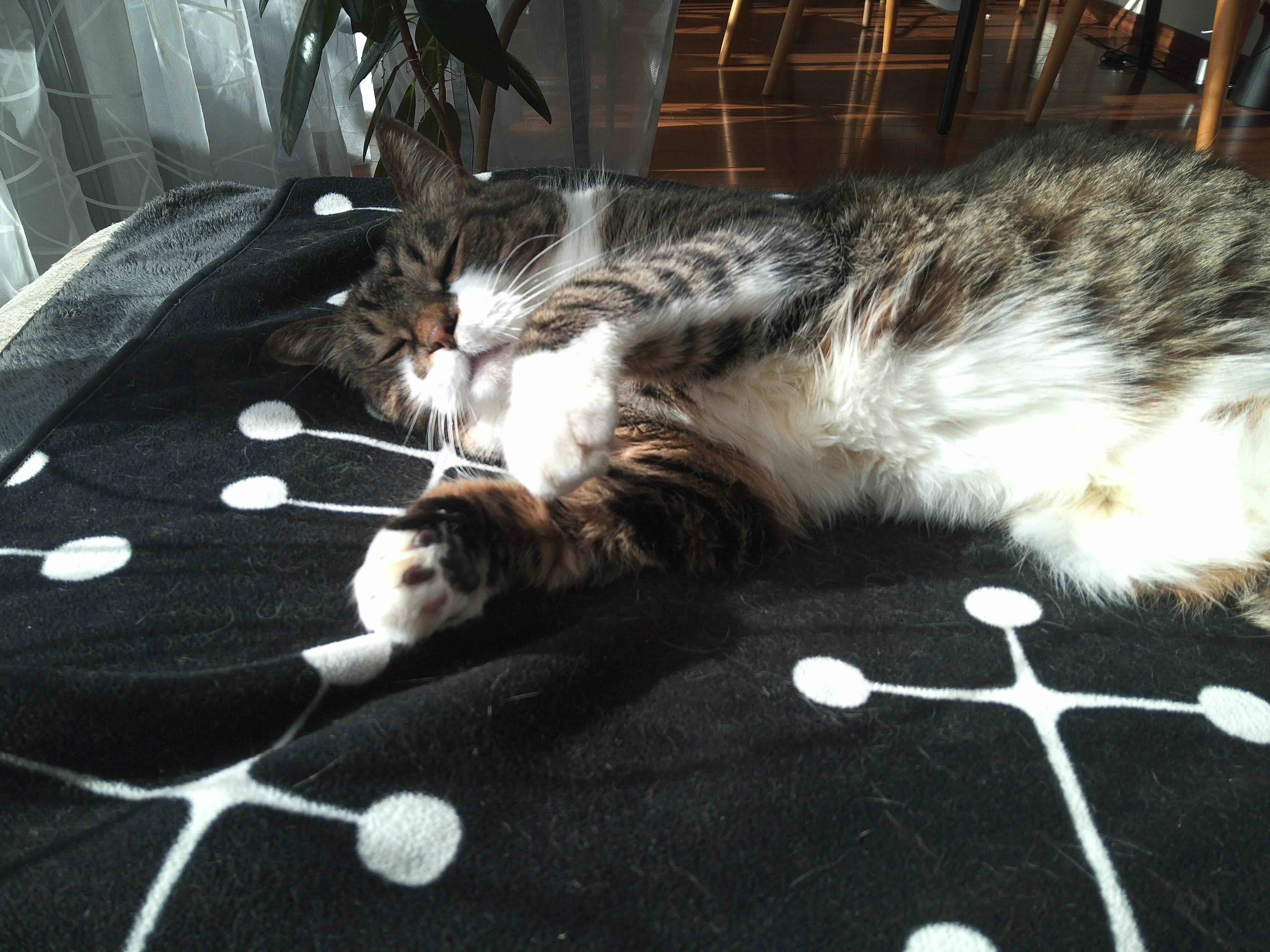 ゴロンとするぽんちょ