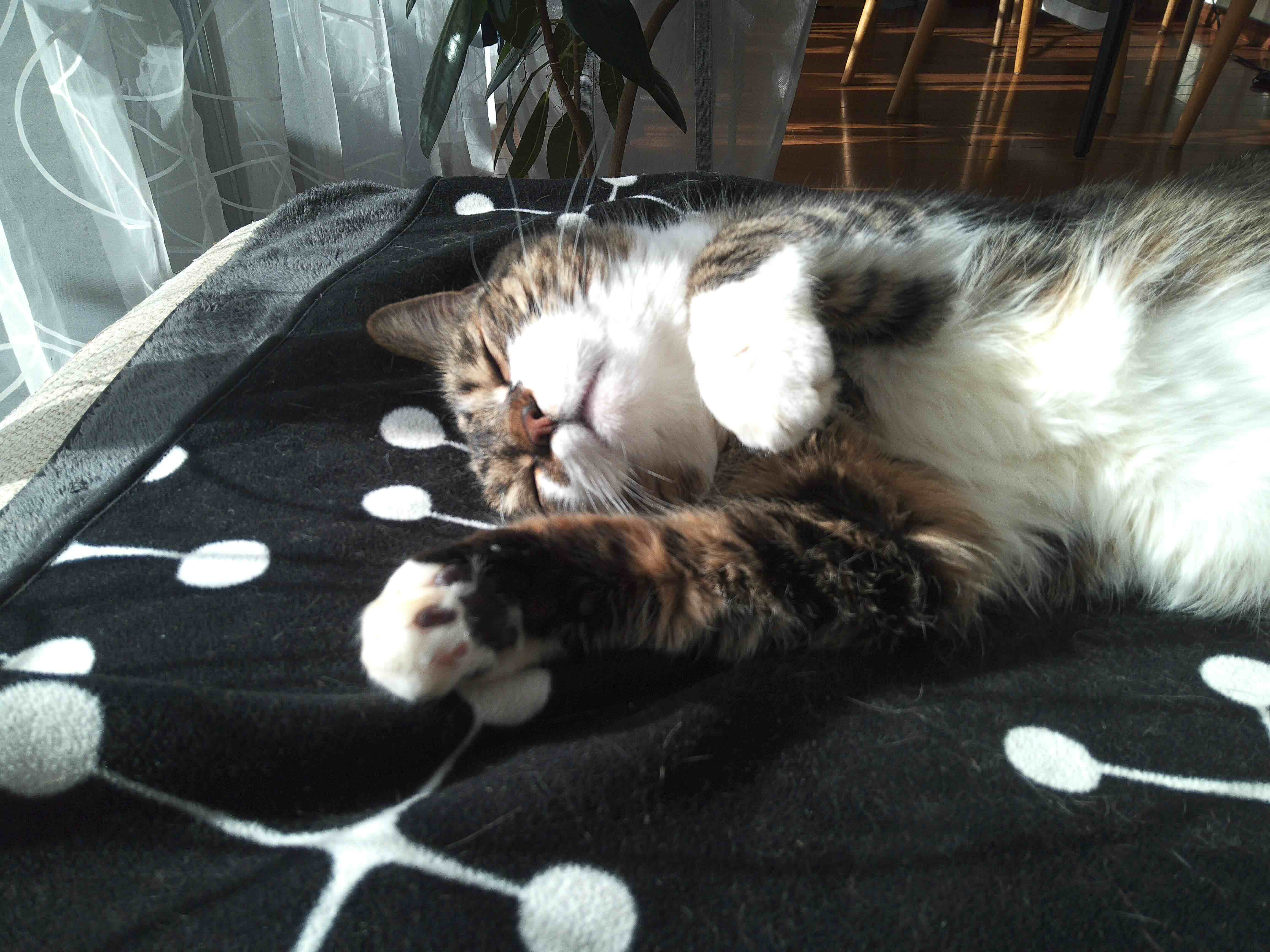 とろけていく、ぽんちょ