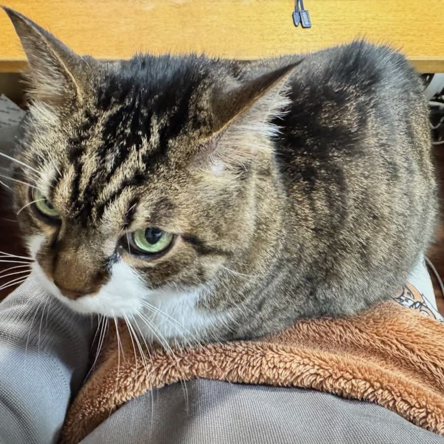 毛布みたいに膝におさまったぽんちょ