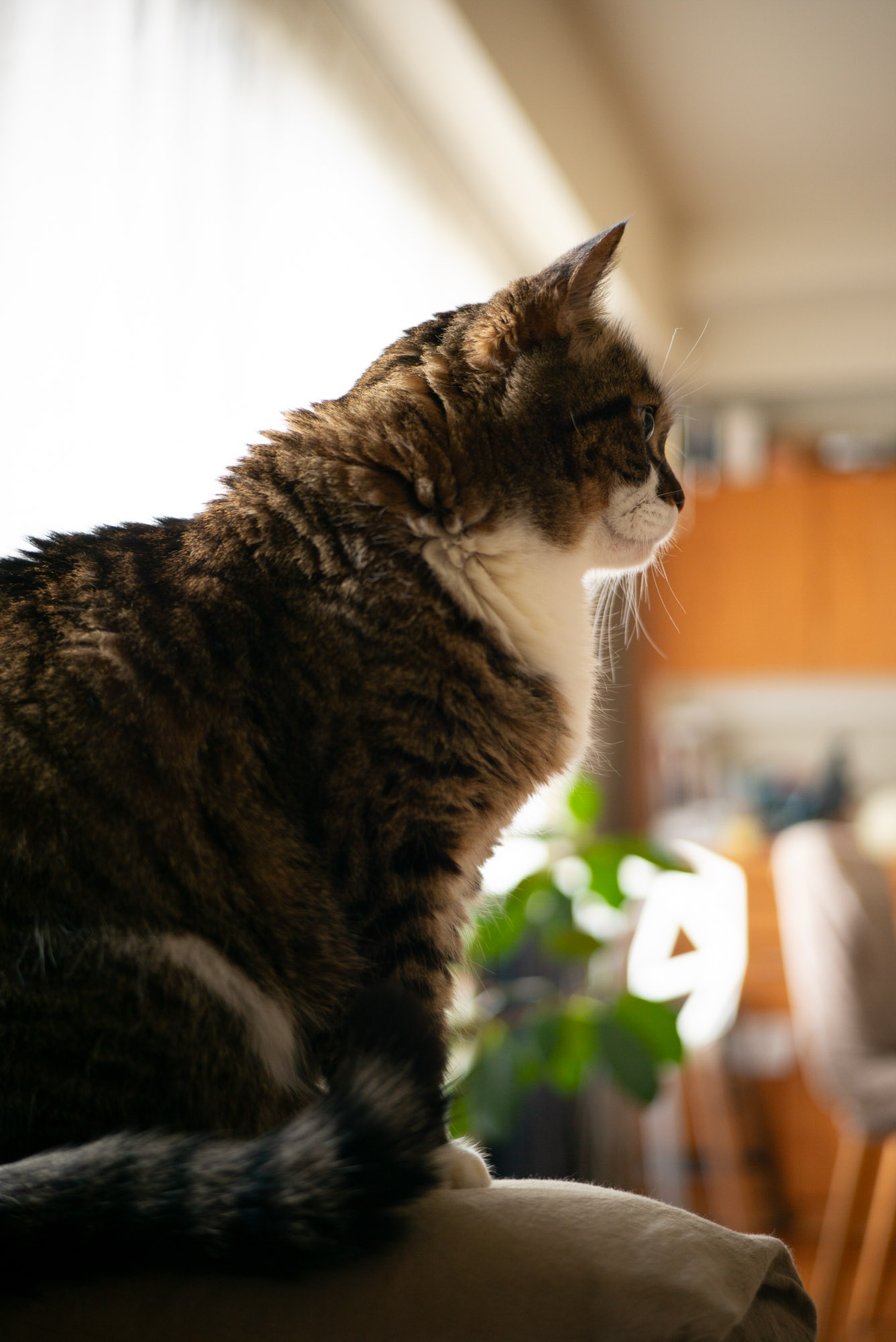 ランチタイムのぽんちょ