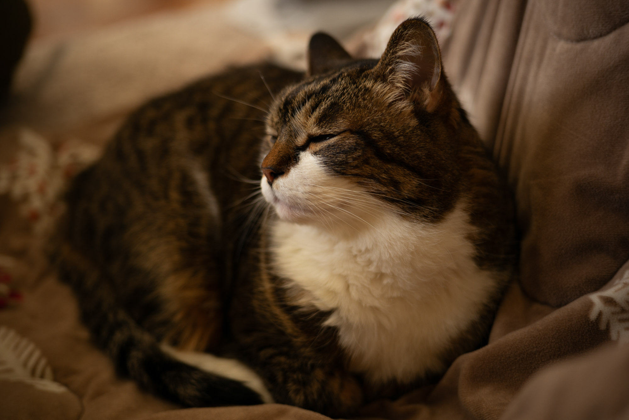 こたつ布団の上で丸くなるぽんちょ