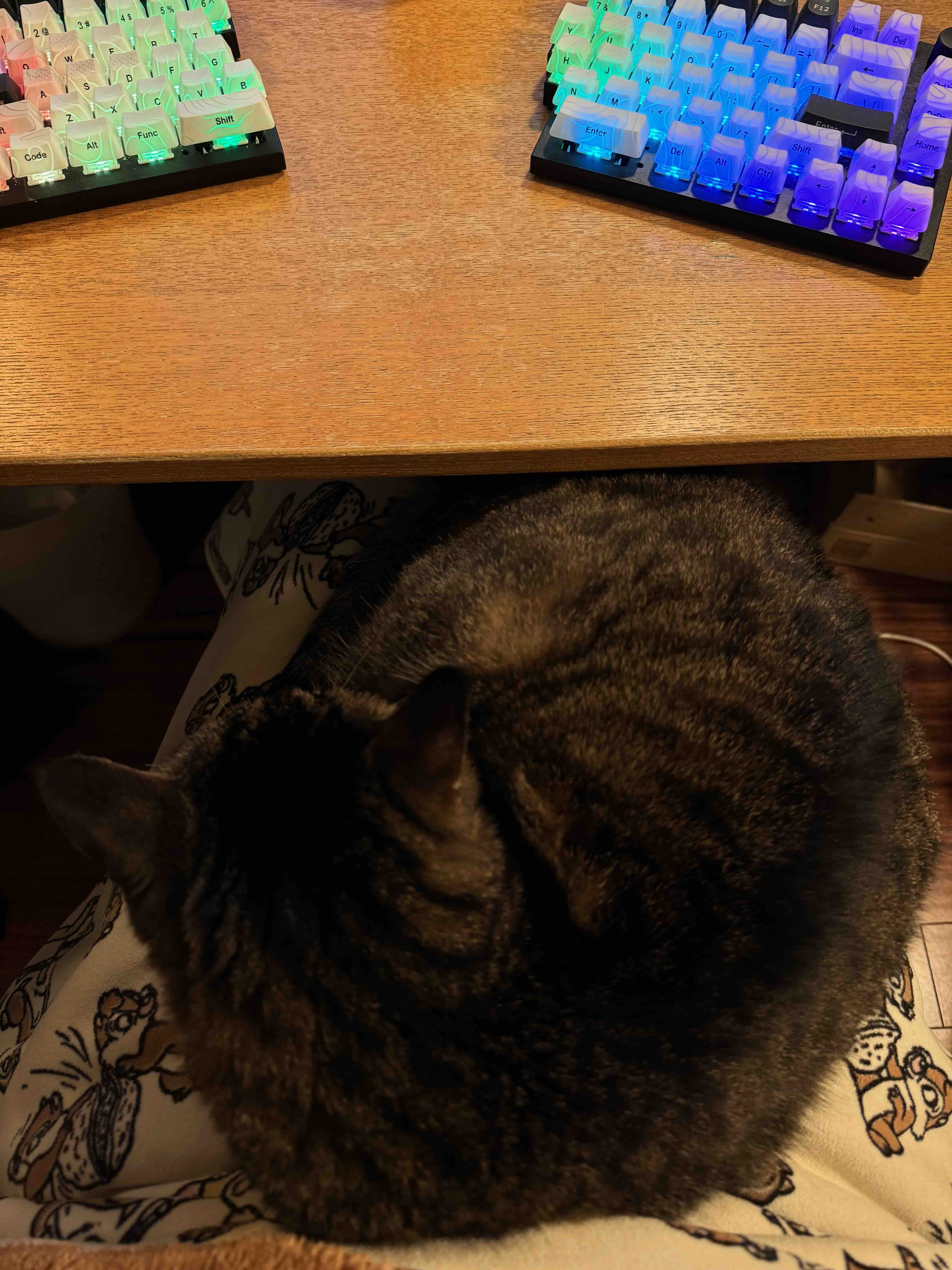 膝の上で眠るぽんちょ