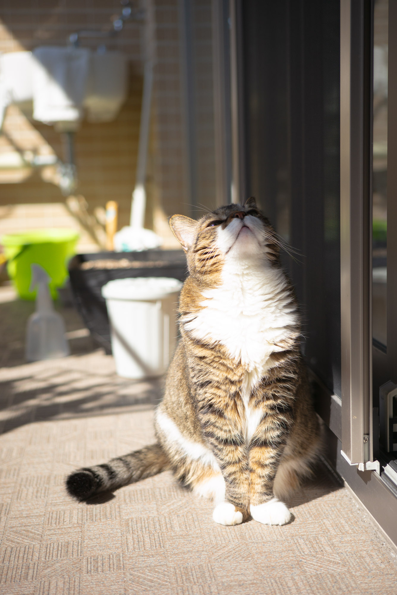 春の気配を感じるぽんちょ